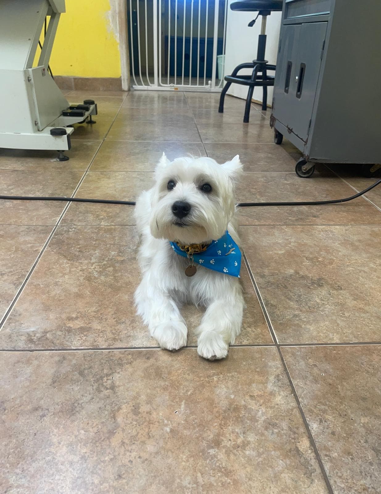 Westie with blue bandana