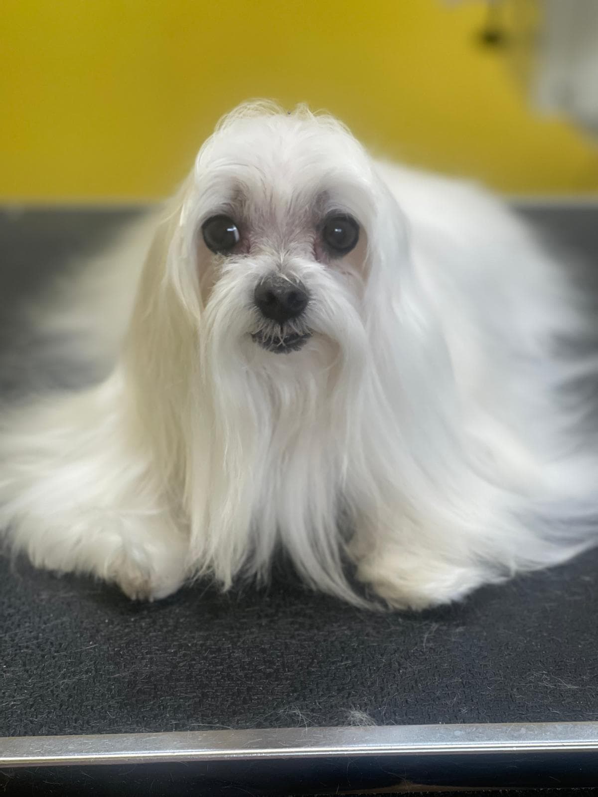 Groomed white Maltese