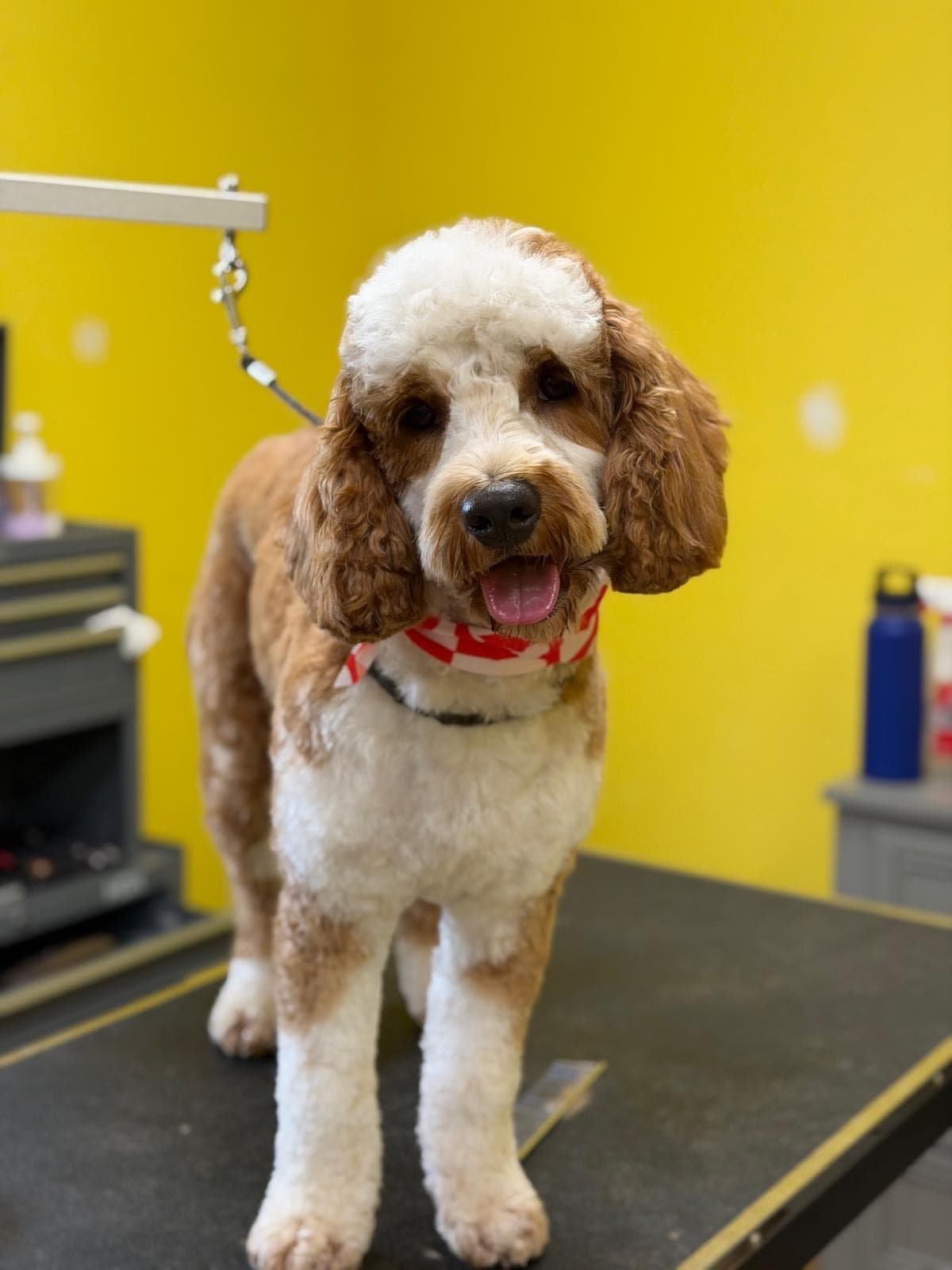 Full Groom