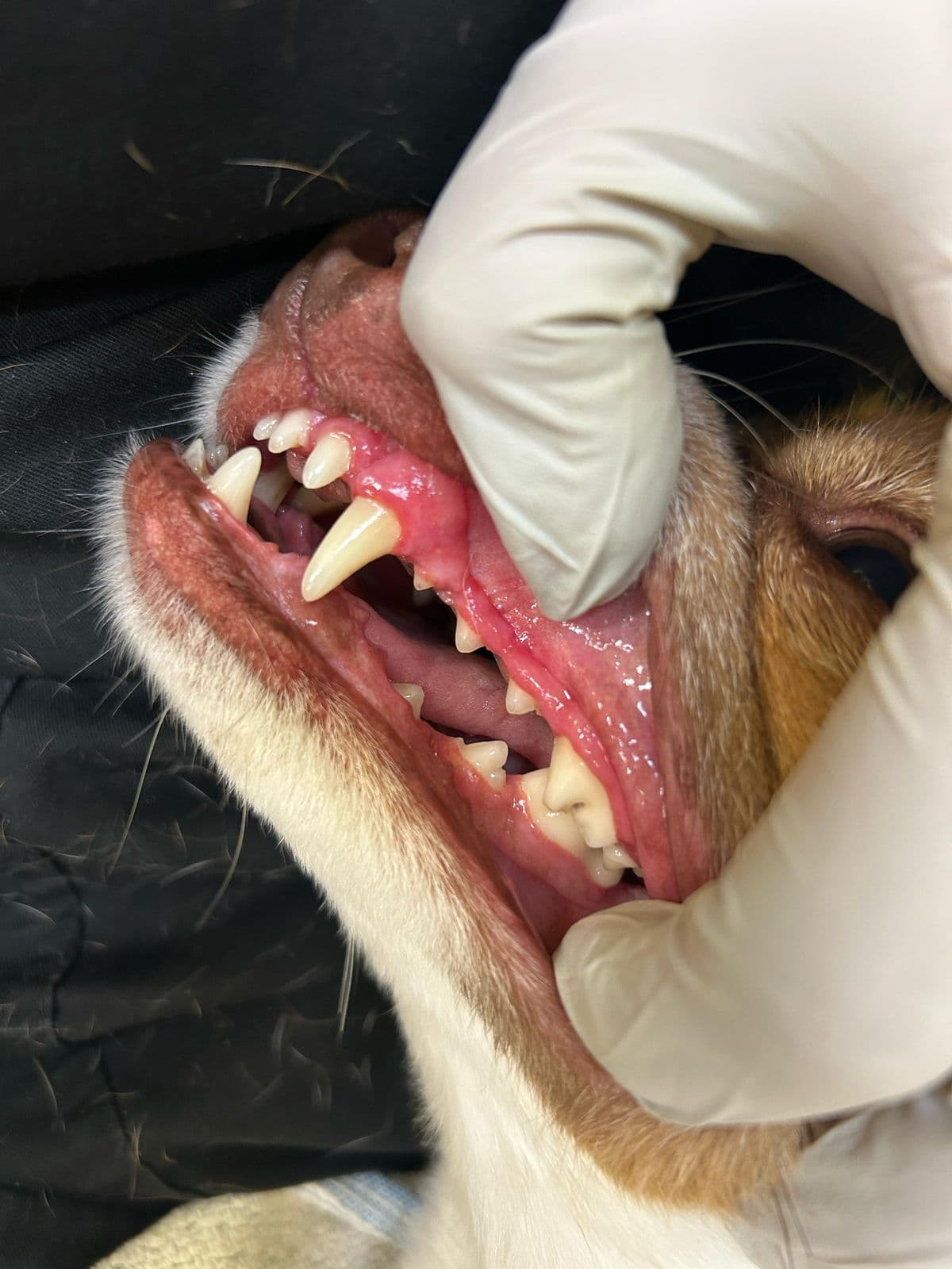 Teeth Cleaning