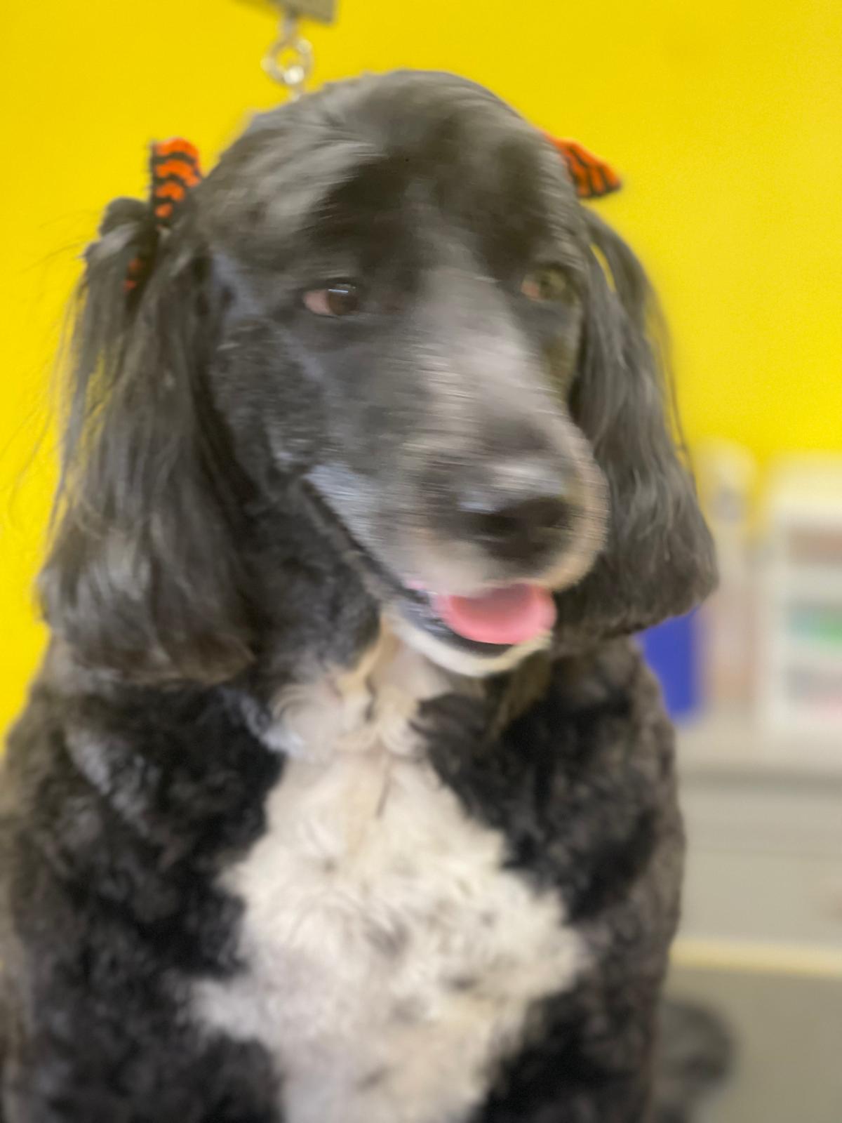 Black poodle after grooming