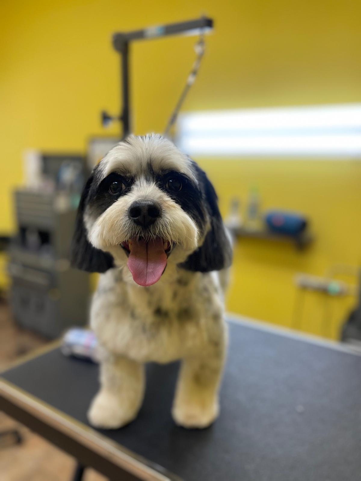 Happy black and white dog