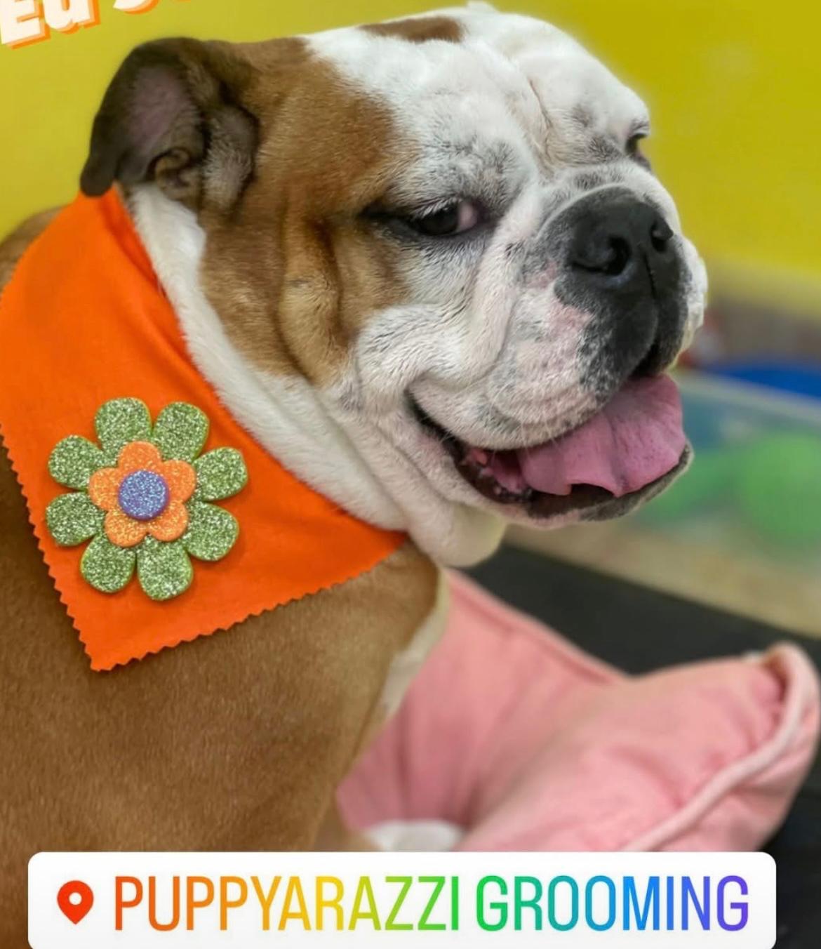 English Bulldog with orange bandana