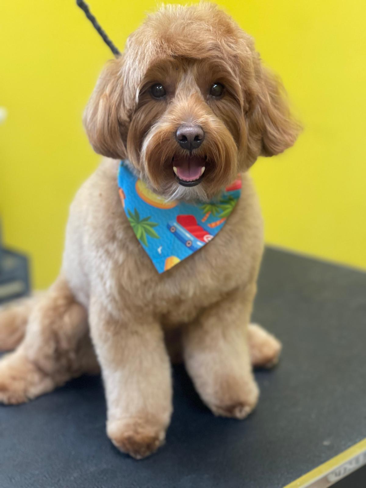 Poodle with tropical bandana