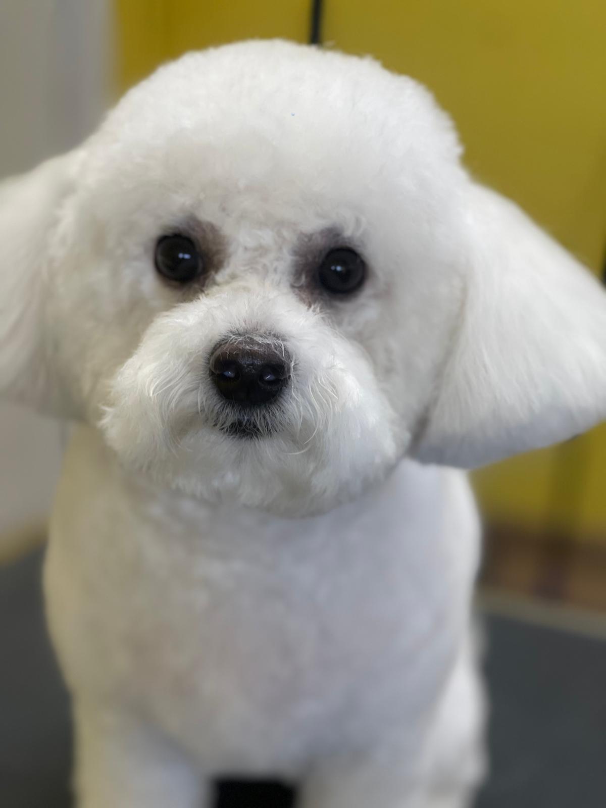 White Bichon Frise portrait