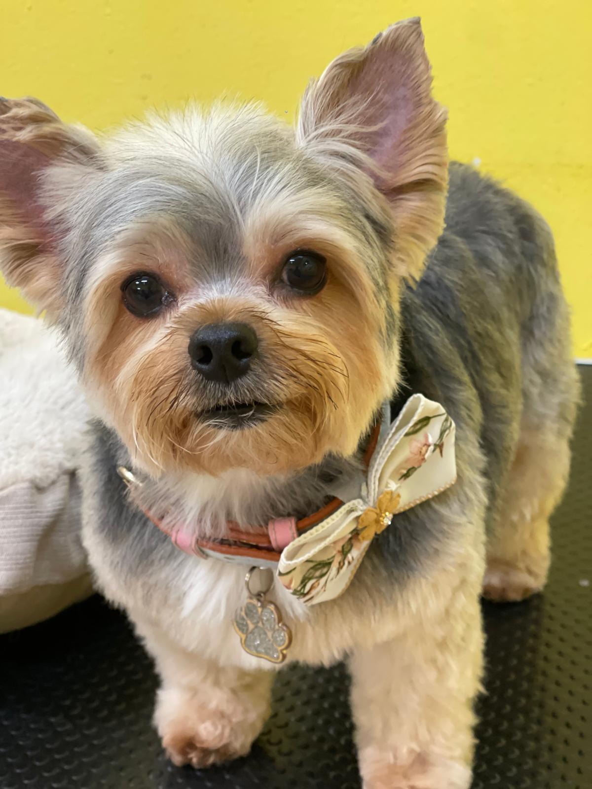 Yorkshire Terrier with floral bow