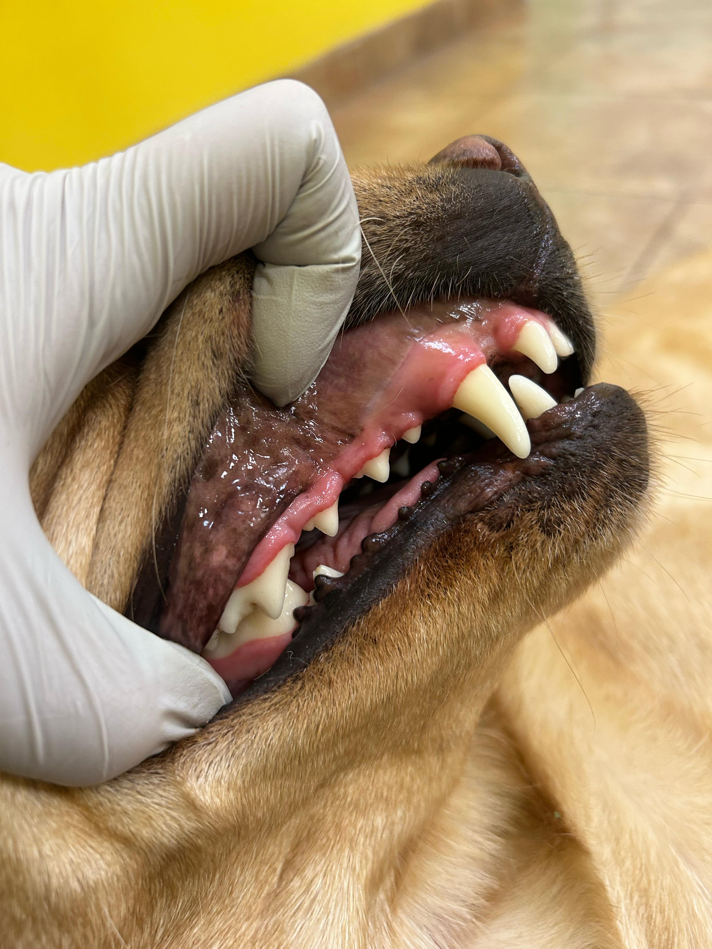 After - Deep cleaning & whitening