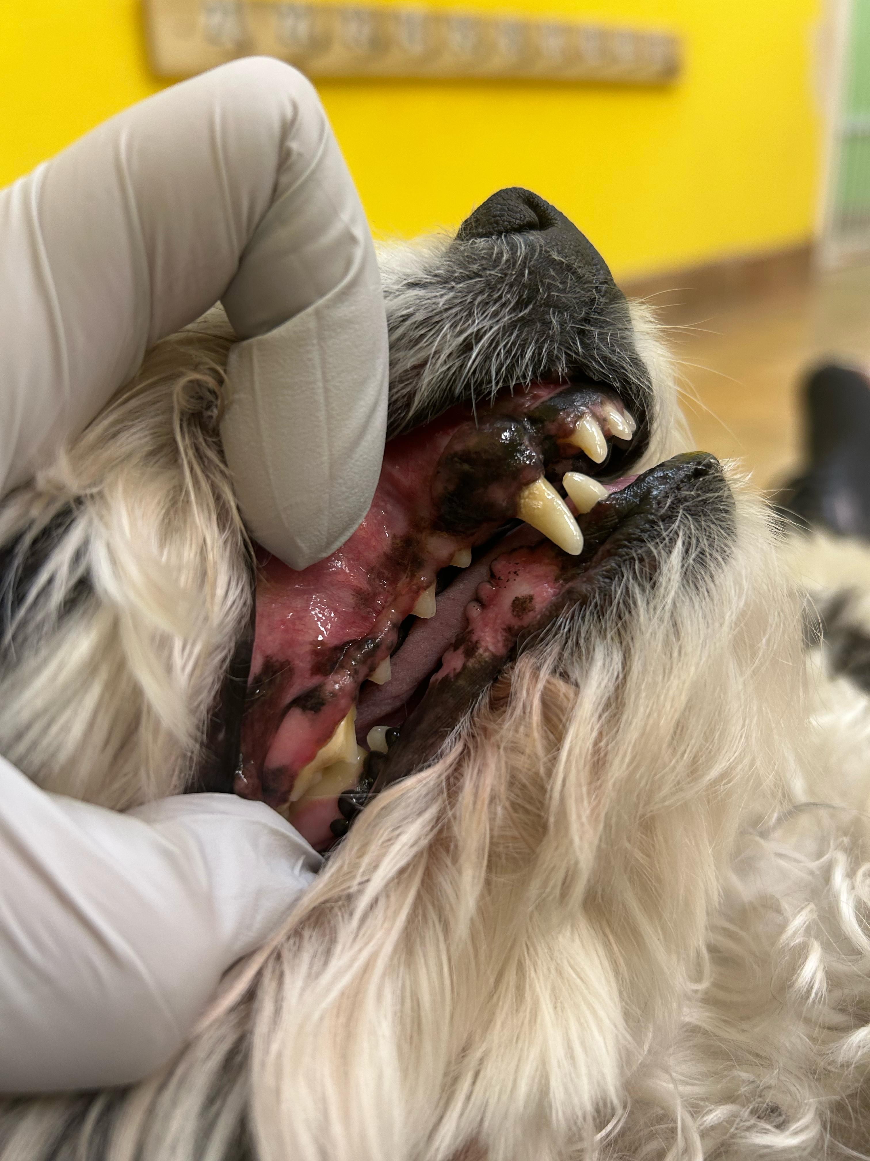 After - Tartar & stain removal