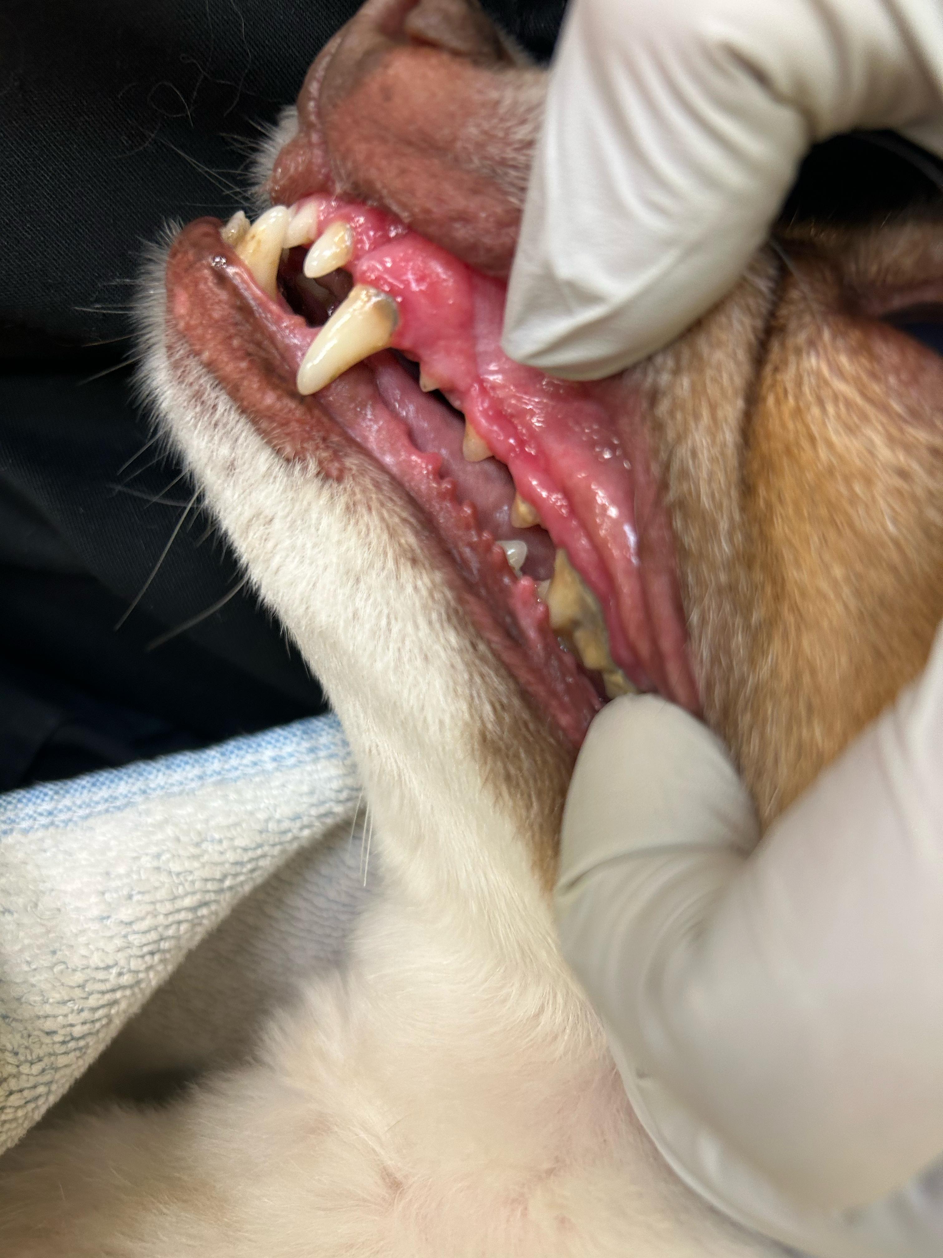 Before - Plaque & tartar removal