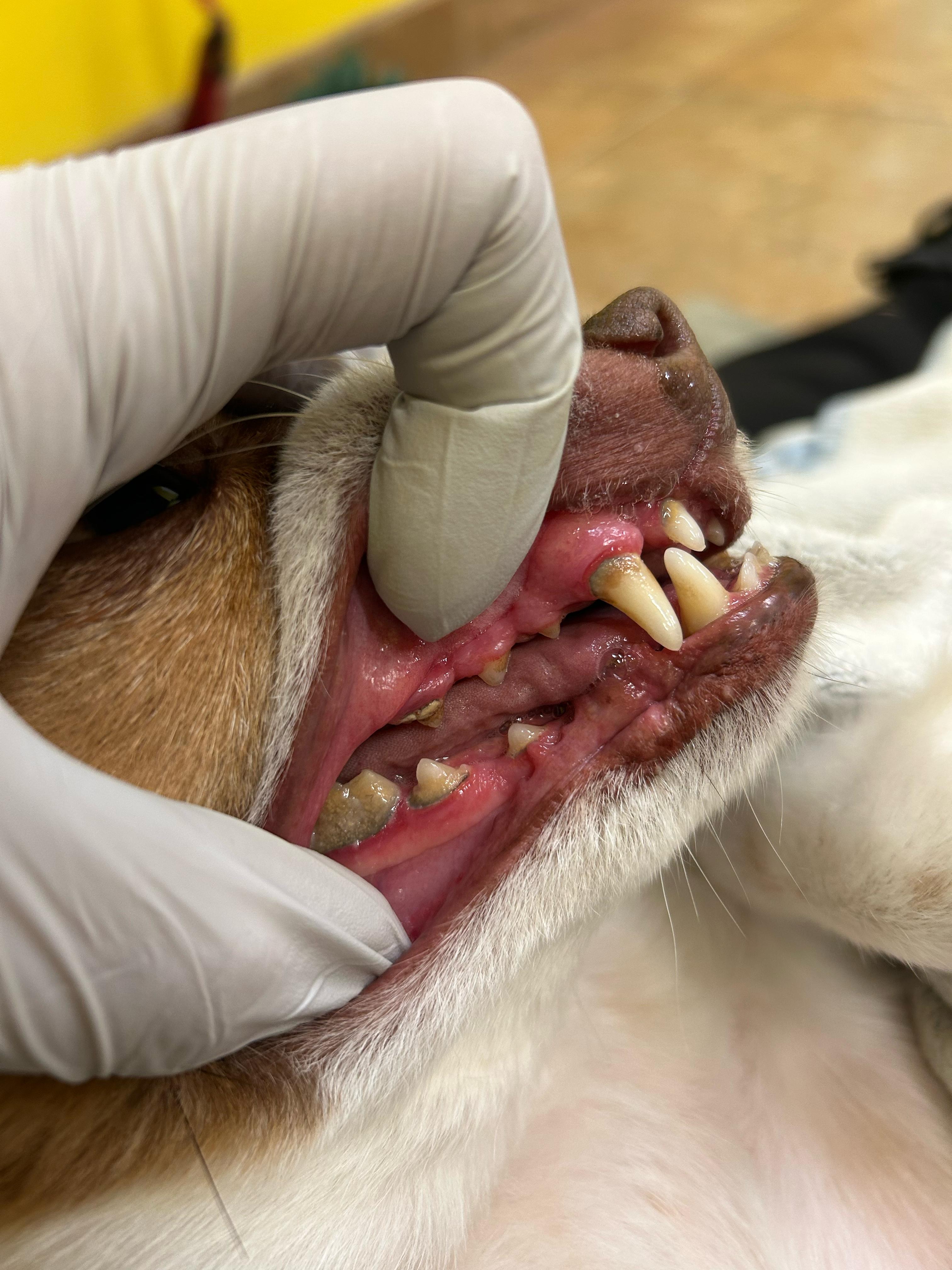 Before - Deep cleaning & whitening