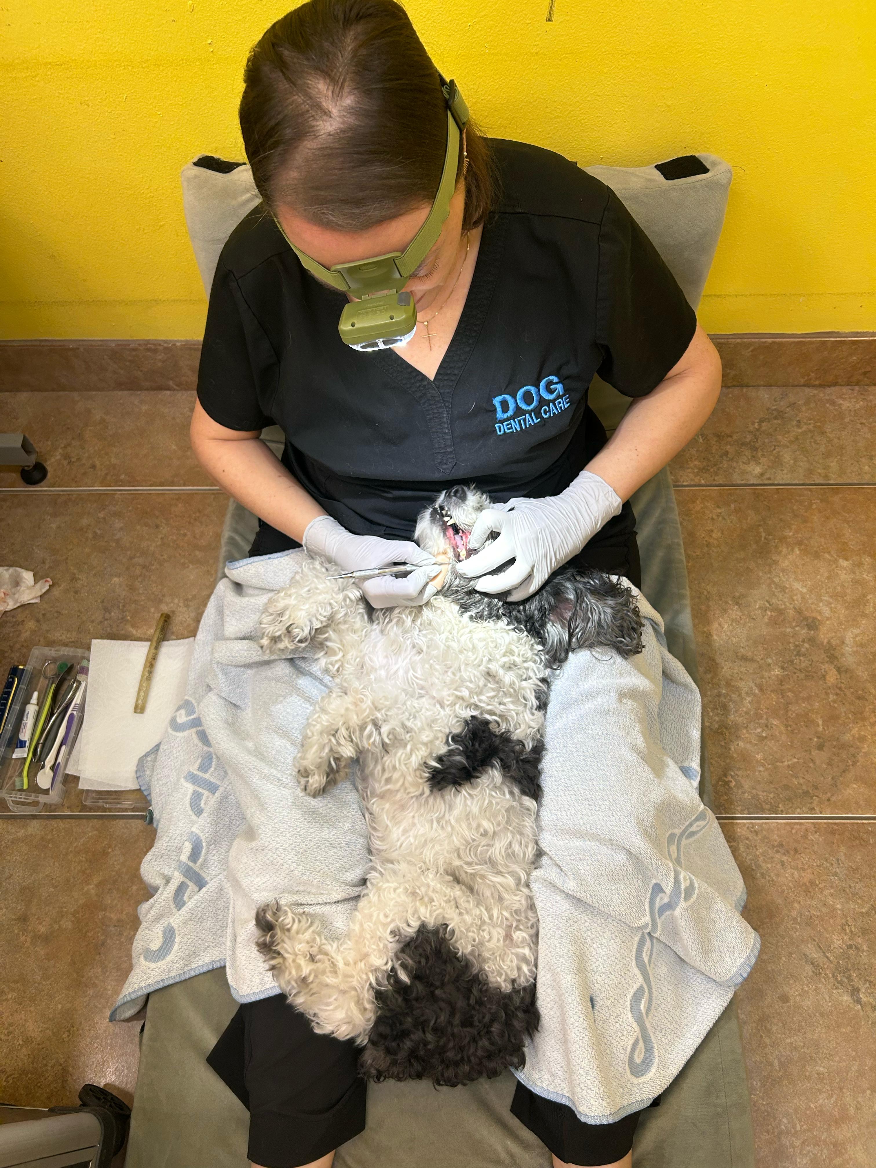 Gentle teeth cleaning on a relaxed Poodle